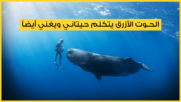الحيتان, لغة الحيتان, عالم الحيوان
