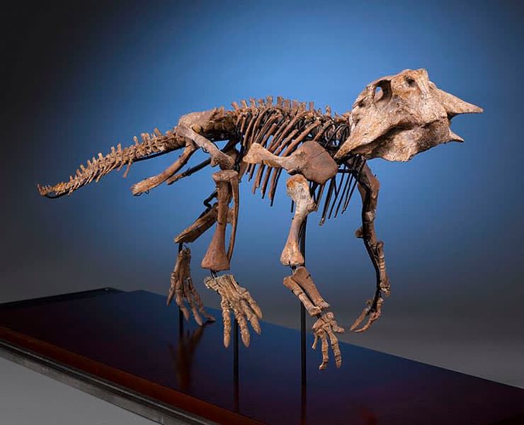 هيكل عظمي لديناصور Psittacosaurus