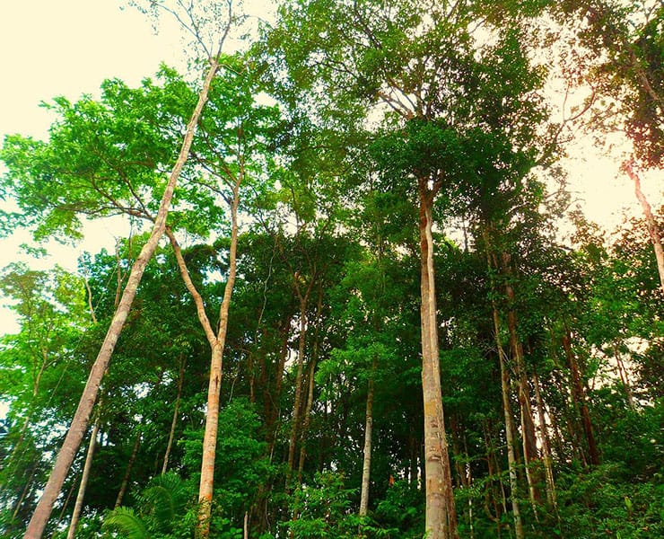 غابات الأمازون, بيئة, أشجار