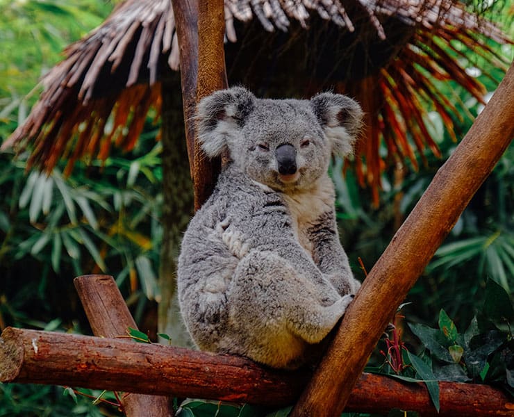 حرائق أستراليا, الكوالا, حيوانات نادرة, التنوع الحيوي, مقالات علمية