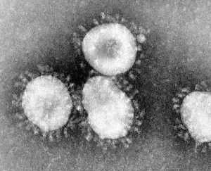 فيروس كورونا, بوبساي, الصحة, أمراض, كورونا نوفل