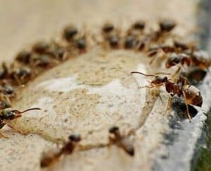 أكلوا بعضهم: هكذا عاش النمل في مخبأ نووي لسنوات دون غذاء