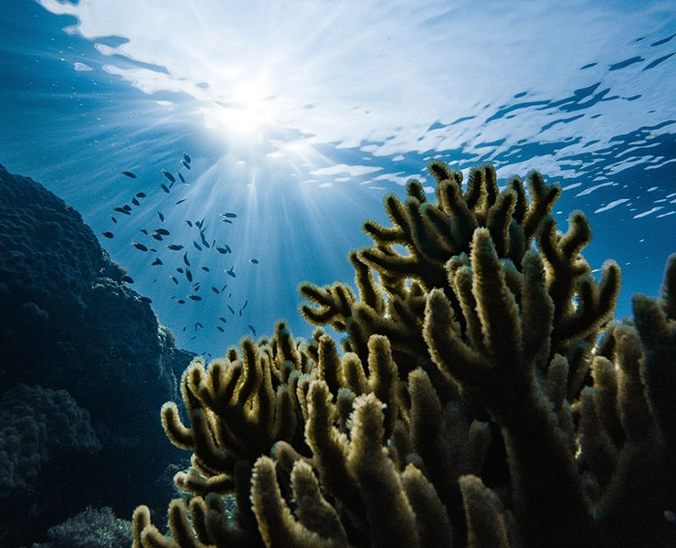 الشعاب المرجانية, المحيطات, البيئة