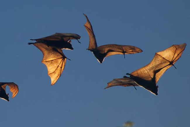 خفافيش, فيروس كورونا