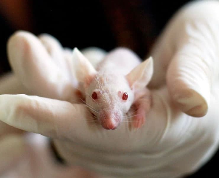 فئران التجارب, معمل, فيروس كورونا