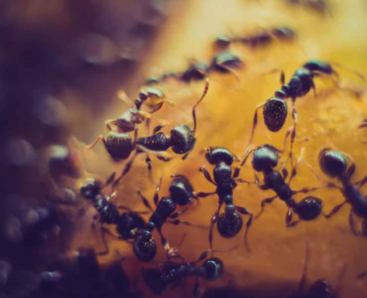 التباعد الاجتماعي, أمراض معدية, النمل, عالم الحيوان