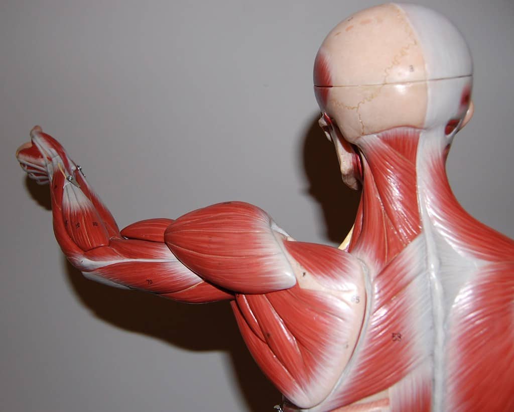 العضلات الهيكلية