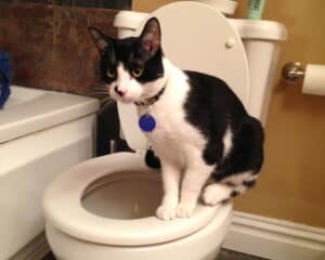 تدريب القطط على استخدام المرحاض