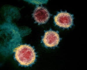 سلالات فيروس كورونا