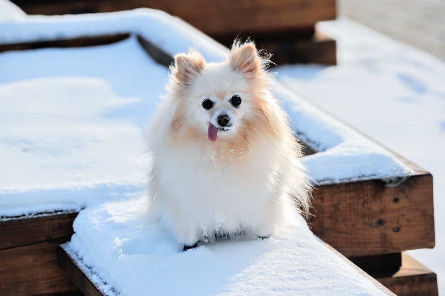 كلب أبيض, ثلج, تناول الثلج