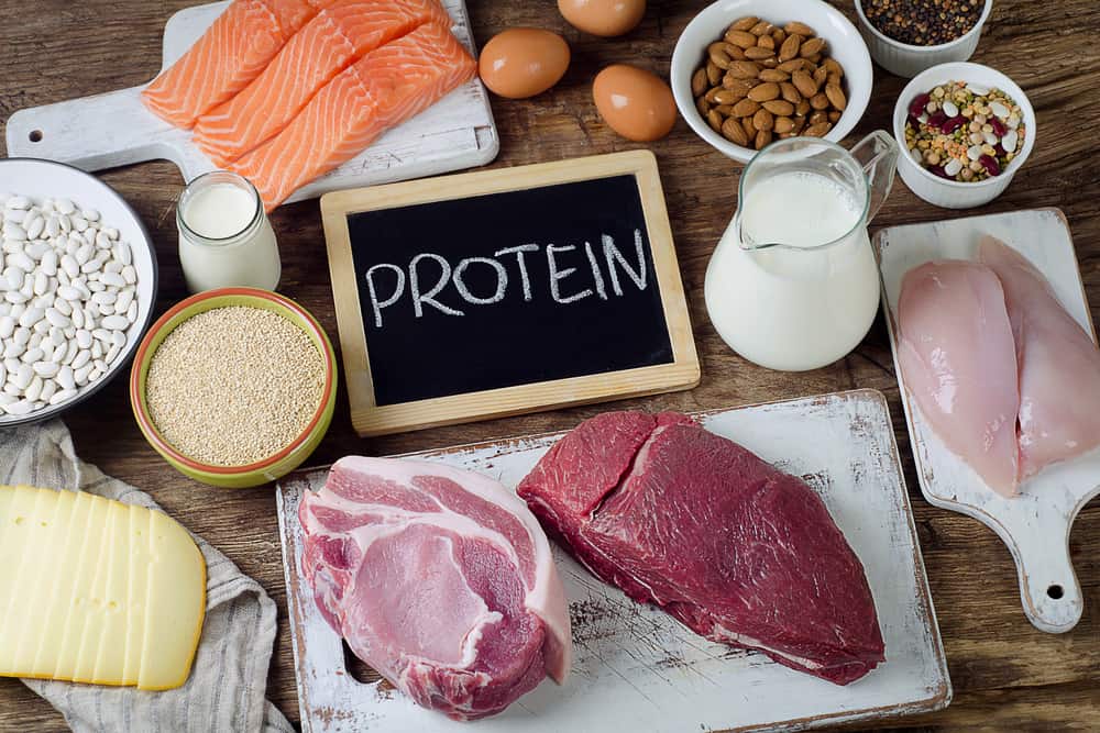 البروتين النباتي البروتين الحيواني