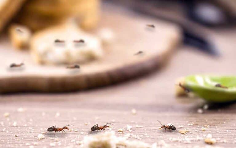 إبعاد النمل عن منزلك
