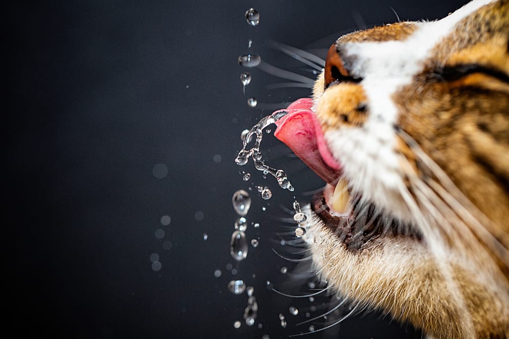قطتي لا تشرب الماء