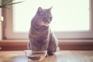 رفض القطط شرب الماء