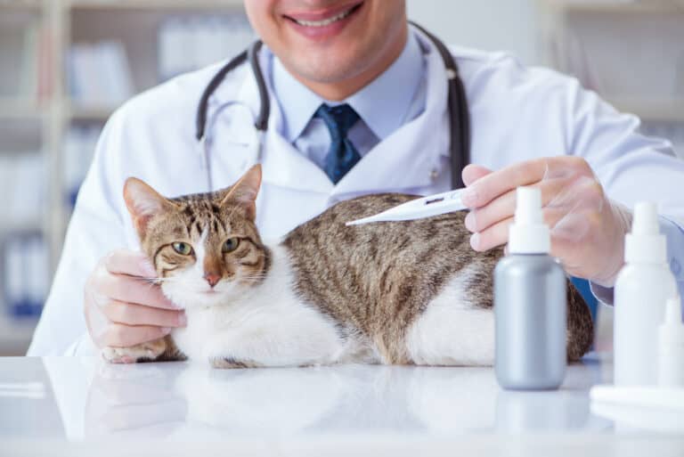 علاج ارتفاع درجات حرارة القطط