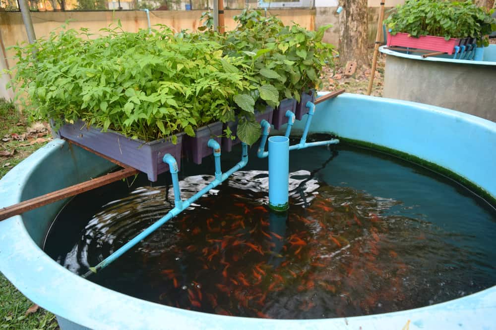 تقنيات الزراعة المائية