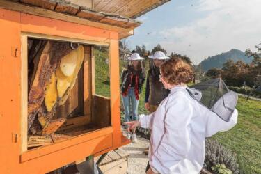 تربية النحل في سلوفينيا