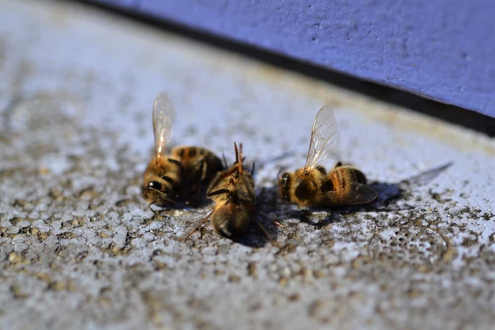 موت النحل في المغرب