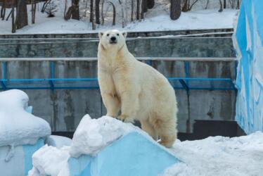 ما تأثير دراسة الدببة القطبية في حدائق الحيوان على تحسين حياتها في البرية؟