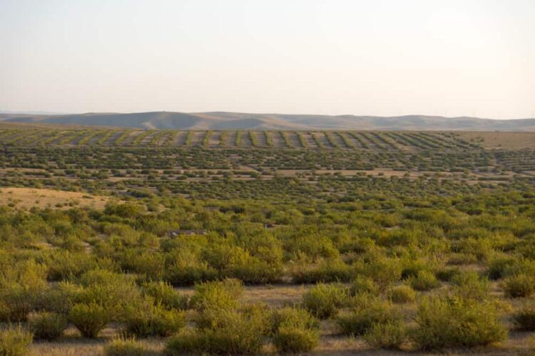 السعودية تزرع 250 ألف شجرة «غضا» لمواجهة التصحر