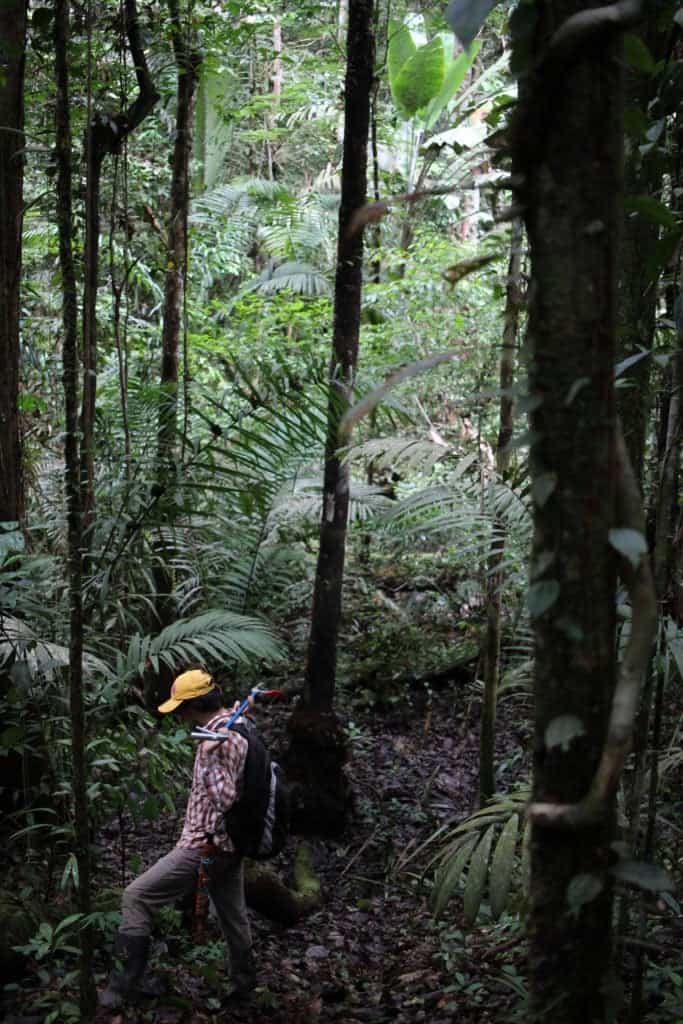 اكتشاف نوع جديد من الضفادع في منطقة الأمازون