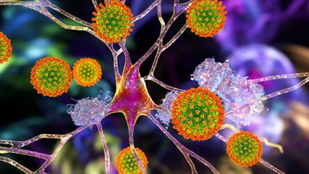 بين الفرضيات والبراهين: كيف يسبب فيروس كورونا الأذية الدماغية؟