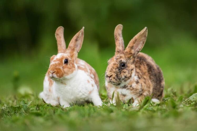 هل تسببت الأرانب في انقراض إنسان النياندرتال؟