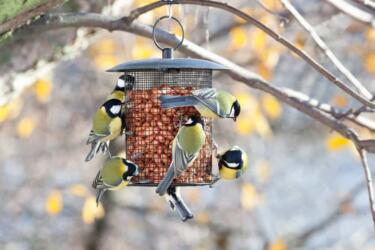 هل تزويد الطيور بالمغذيات يضر أكثر مما ينفع؟