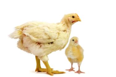 تضاعف حجم الدجاج خلال نصف قرن من الزمن: زيادة في الوزن وفقدان في النكهة