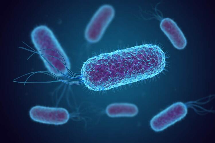 هل سمعت البكتيريا من قبل؟ علماء يكشفون الستار عن أصوات البكتيريا