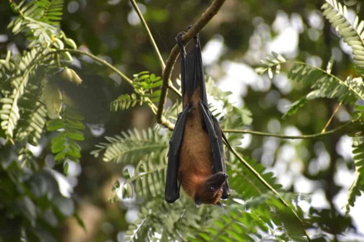 كيف تطوّرت الخفافيش الماصة للدم لتستفيد من نظامها الغذائي بأحسن طريقة ممكنة؟