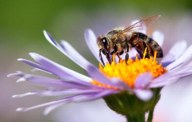 دراسة حديثة: يستطيع نحل العسل التفريق بين الأرقام الزوجية والفردية تماماً مثل البشر