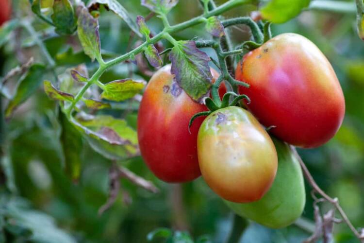 لماذا تحدث التغيرات اللونية في الطماطم؟ وهل من الآمن تناولها بعدها؟