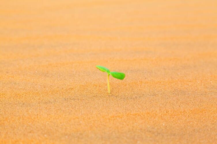 الرمال الشمعية: طريقة مبتكرة لزراعة المحاصيل في الصحراء