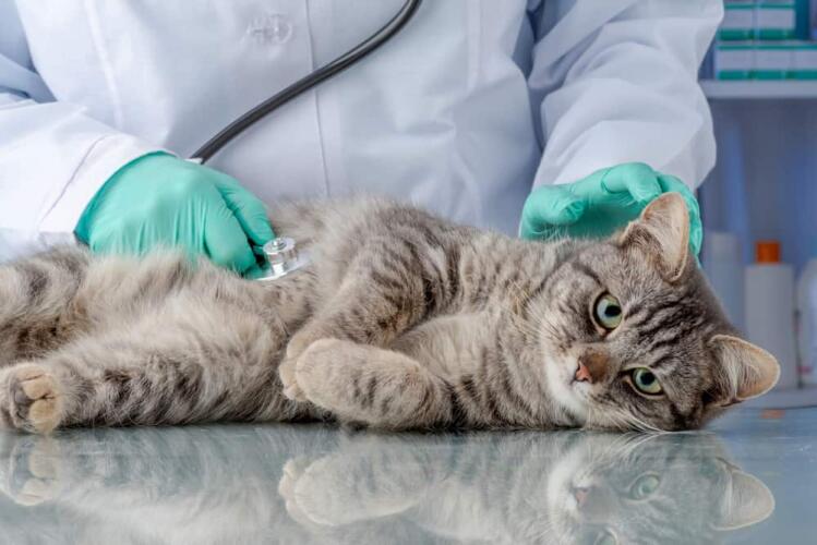 ما هي أبرز أمراض الفطريات التي تصيب القطط؟