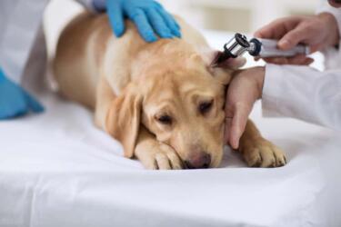 كيف تنتقل فيروسات بارفو إلى الكلاب؟ وما هي أعراض الإصابة بها وطرق علاجها؟