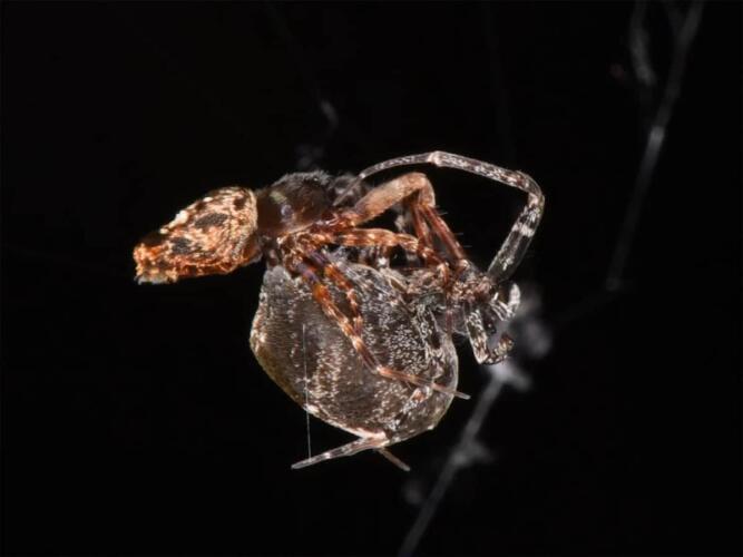 خوفاً من الهلاك: ذكور نوع من العناكب تطور قدرة على الهرب من الأنثى بعد التزاوج