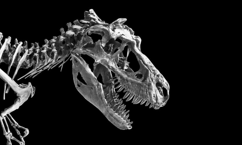 كيف مهد انقراض الديناصورات الطريق للعصر الذهبي للثدييات؟