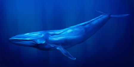 تعرف على أكبر كائنات الأرض: الحوت الأزرق ملك البحار