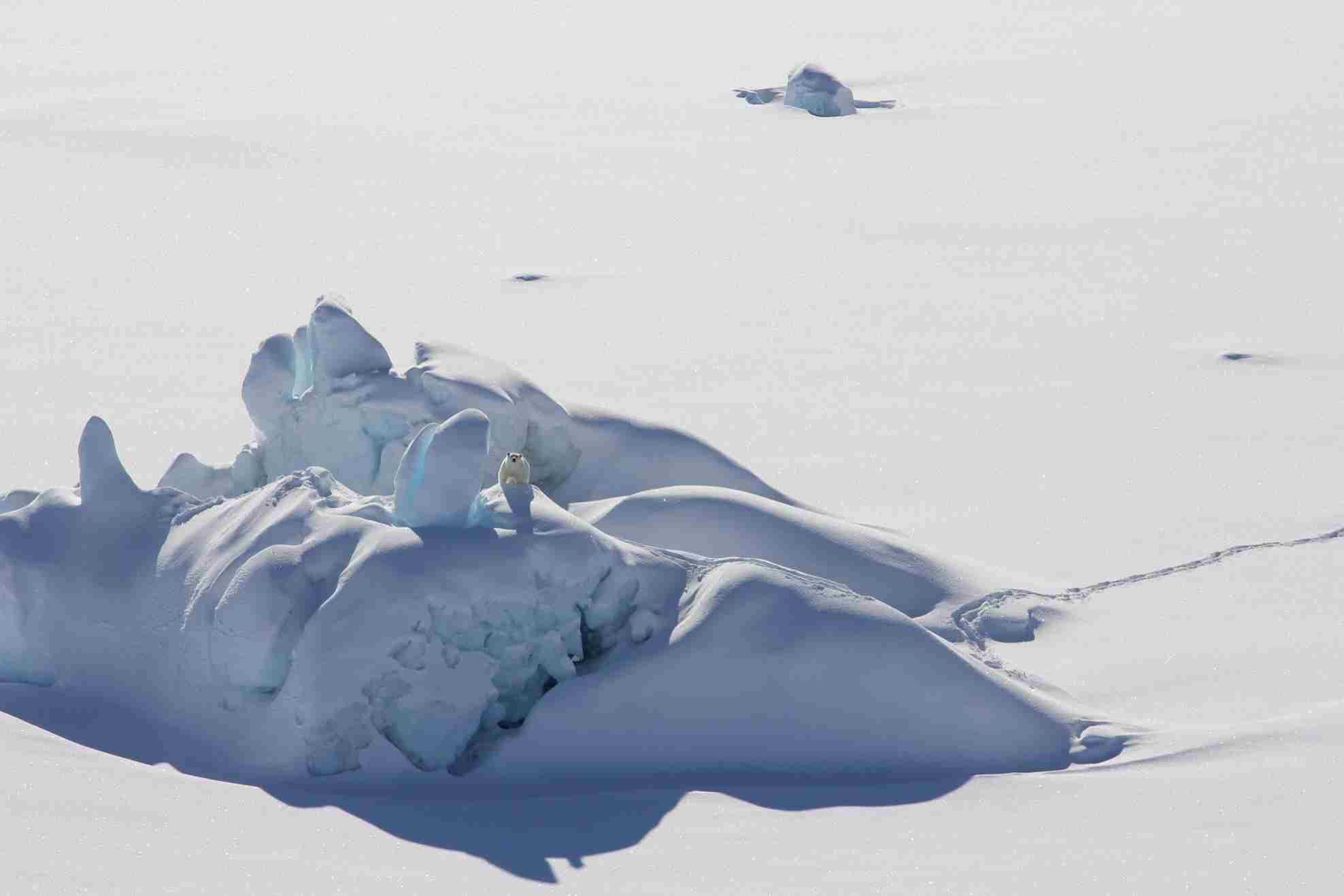 تكيف الدببة القطبية مع تراجع الجليد