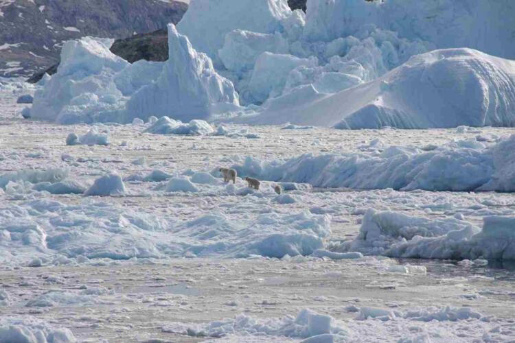 دببة غرينلاند القطبية تتعلم التكيف مع تراجع الجليد