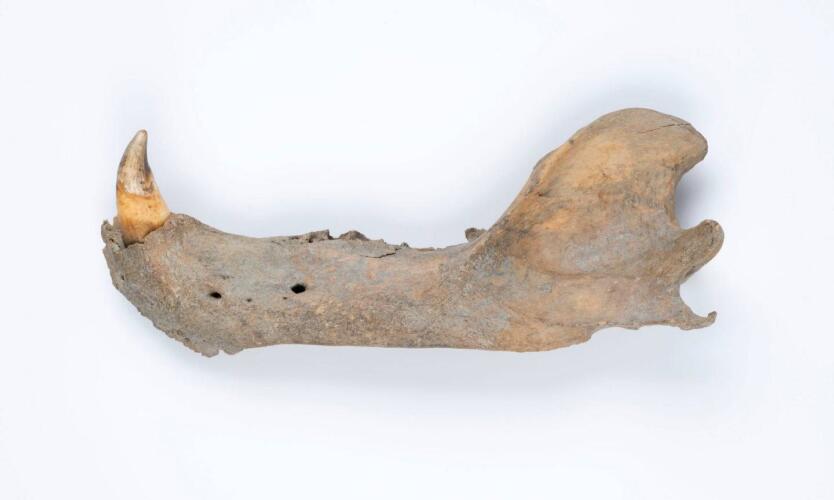 ما الذي تكشفه عظام الفك القديمة عن تطور الدببة القطبية؟