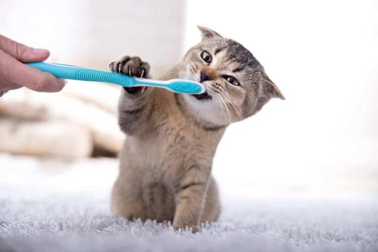 كيف يمكننا التخلص من رائحة الفم الكريهة لدى القطط؟