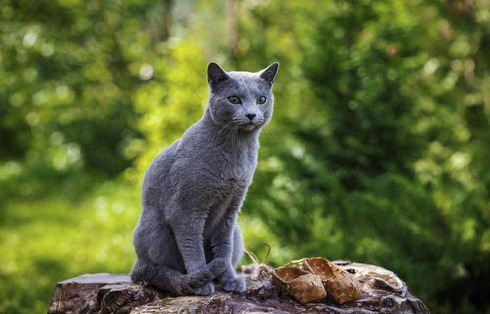 القط الروسي الأزرق 