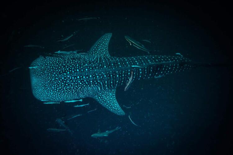 أجهزة تعقب جديدة تمكن العلماء من تتبع أسماك القرش في الأعماق المظلمة