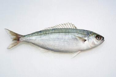 علماء يستخدمون حراشف السمك في صناعة مصابيح الإنارة