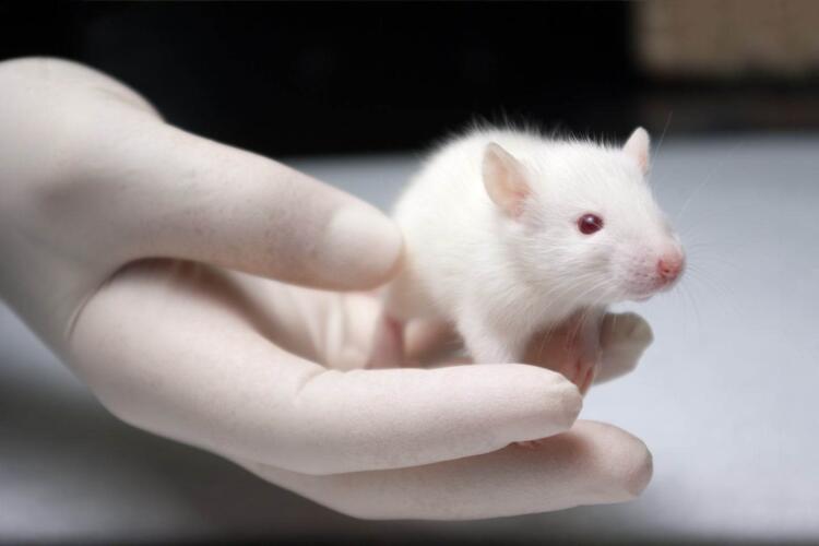 خطوة نحو علاج العقم: تعديل جيني لفئران عقيمة يمكنها من إنتاج نطاف جرذان