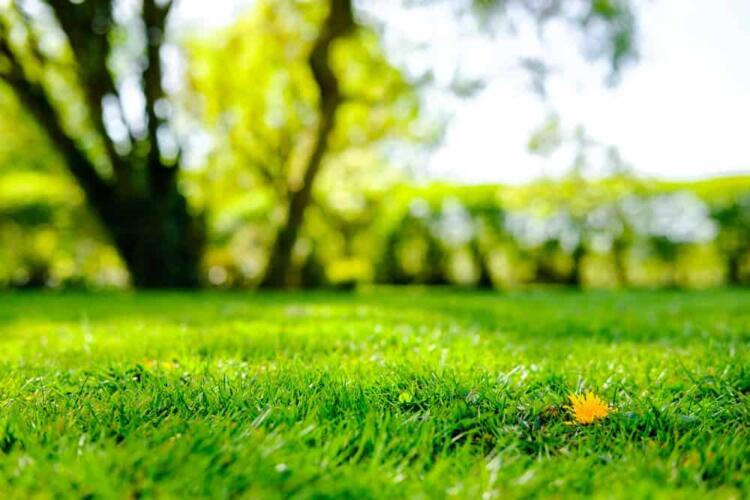 نصائح للحفاظ على عشب أخضر في حديقتك خلال الصيف