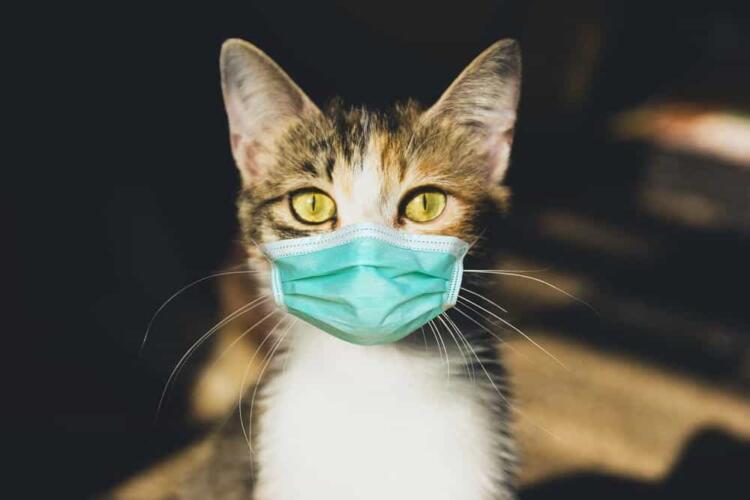 ما هي الأمراض الخطيرة التي قد تسببها القطط لمالكيها؟