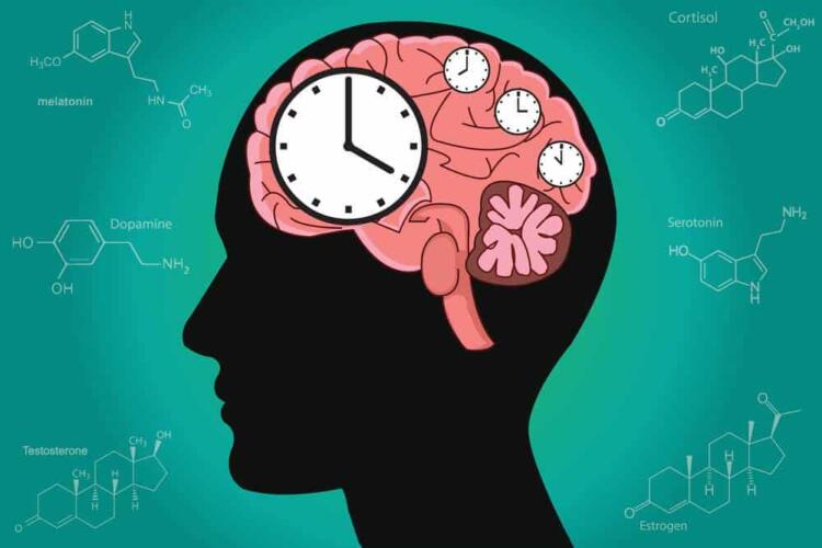 ما هي الأوقات الأنسب للقيام بنشاطاتنا المختلفة علمياً بحسب ساعتنا البيولوجية؟